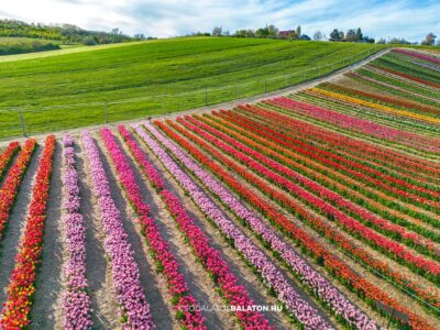 Március végén indul a tulipánszüret a Kőröshegyi Tulipán & Levendula Parkban