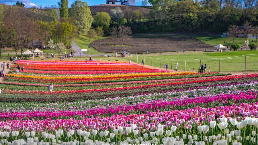 Március végén indul a tulipánszüret a Kőröshegyi Tulipán & Levendula Parkban