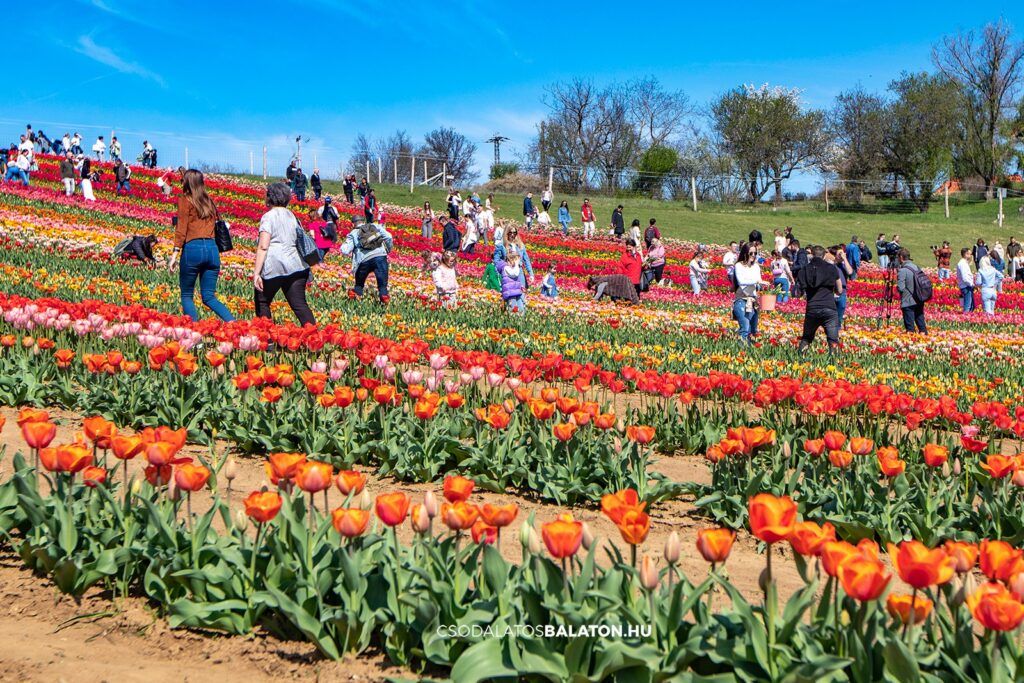 Március végén indul a tulipánszüret a Kőröshegyi Tulipán & Levendula Parkban