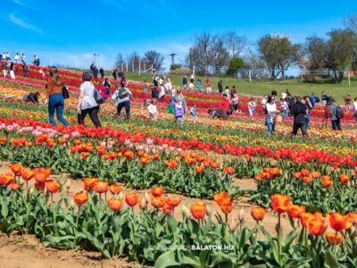 Március végén indul a tulipánszüret a Kőröshegyi Tulipán & Levendula Parkban
