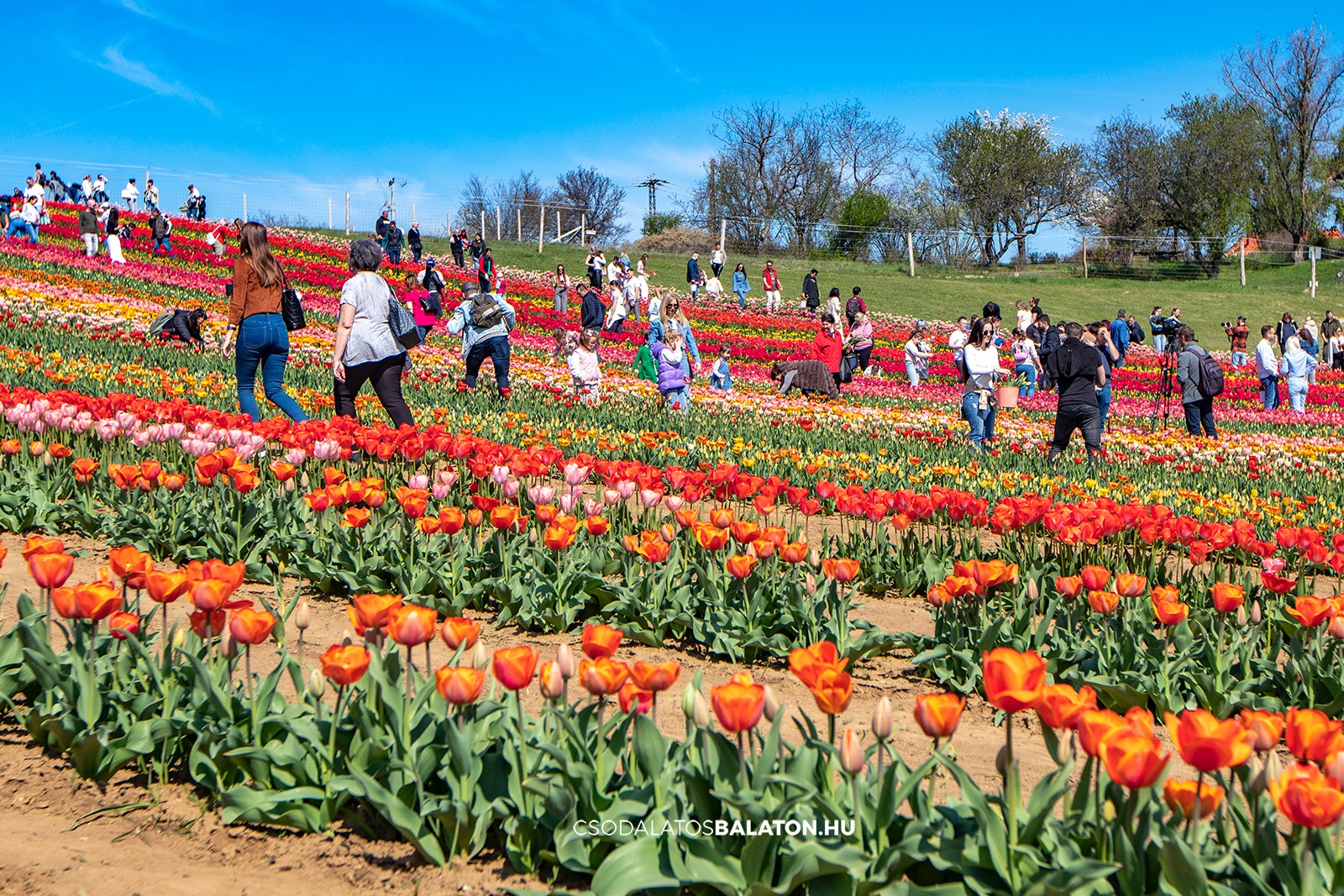 Március végén indul a tulipánszüret a Kőröshegyi Tulipán & Levendula Parkban