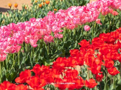 Március végén indul a tulipánszüret a Kőröshegyi Tulipán & Levendula Parkban