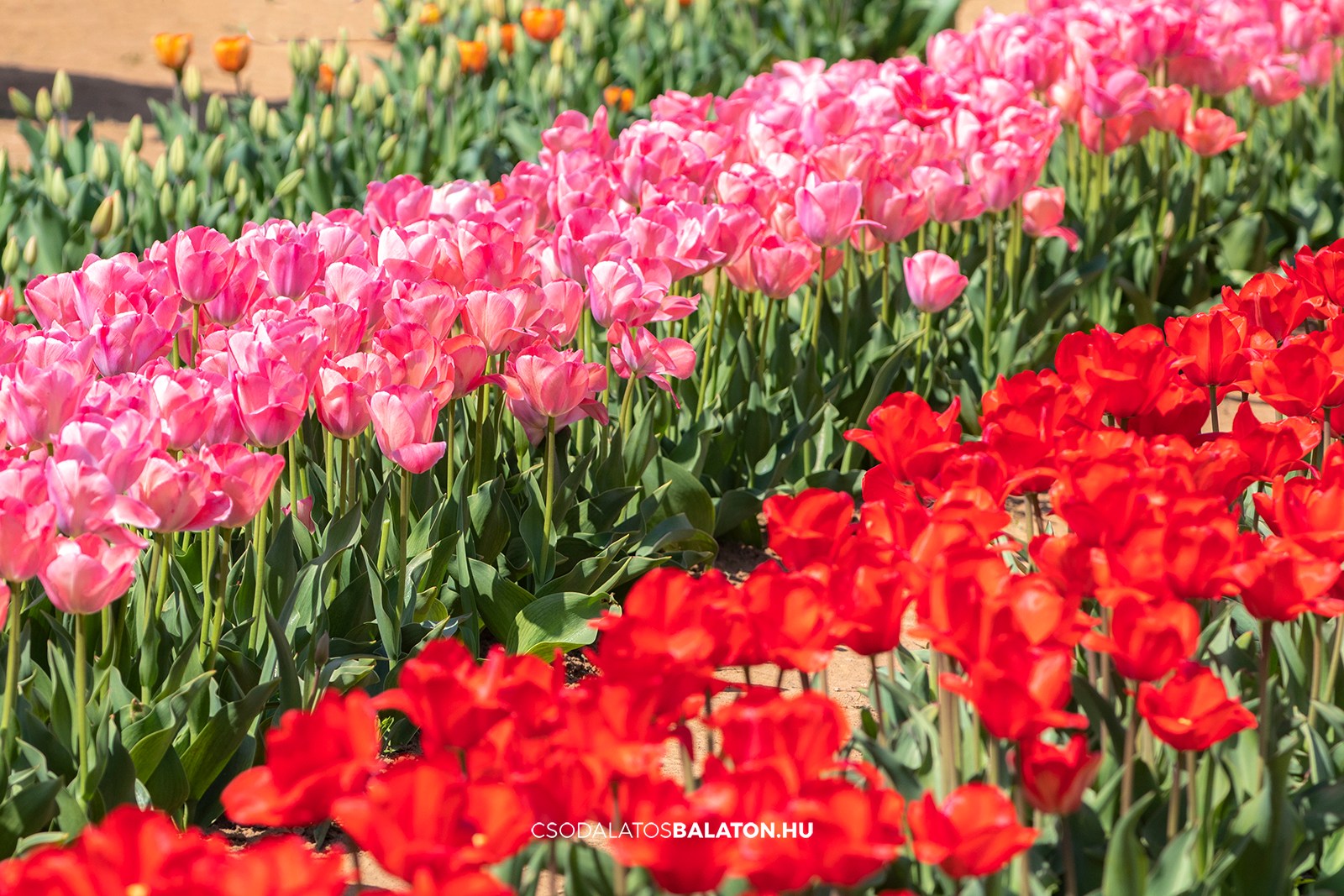 Március végén indul a tulipánszüret a Kőröshegyi Tulipán & Levendula Parkban