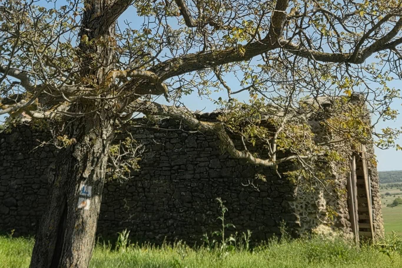 Töttöskáli templomrom – középkori emlék Szentbékkálla határában