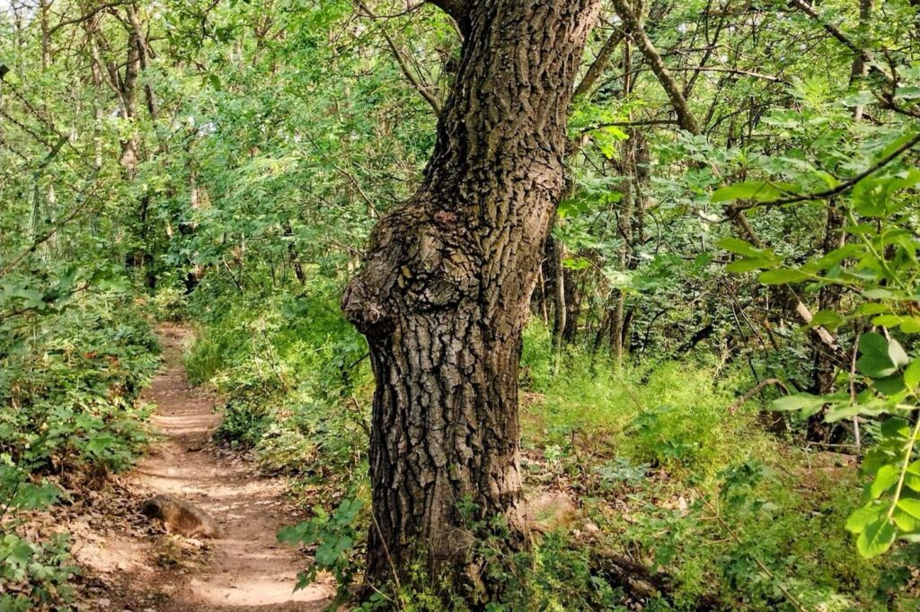 Balatoni panoráma vörös kőalapzatról: a Somlyó-hegyi kilátó Alsóörsön