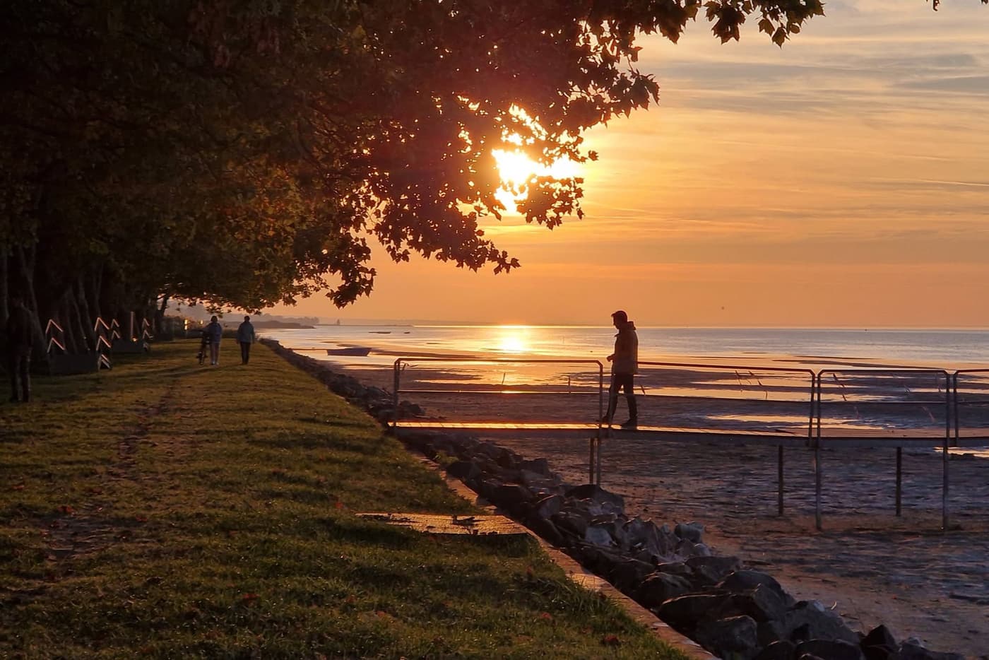 Őszi színekben pompázik Balatonboglár mintegy százéves platánfasora