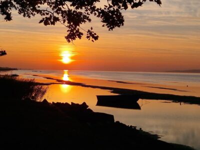 Őszi színekben pompázik Balatonboglár mintegy százéves platánfasora
