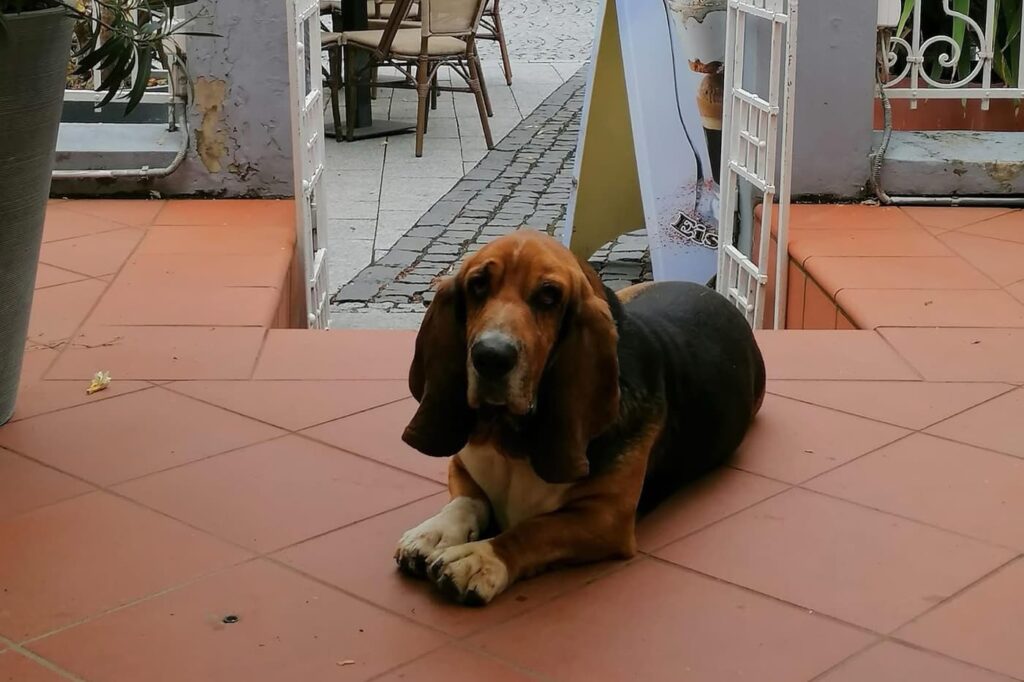 Bronzszobor őrzi Hévíz két legendás kutyájának emlékét