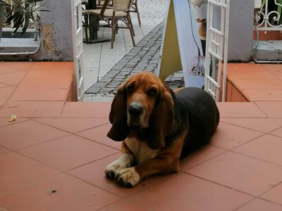 Bronzszobor őrzi Hévíz két legendás kutyájának emlékét